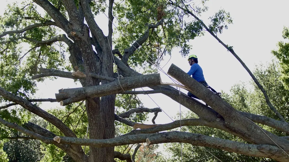 Professional Crown Thinning performed by certified arborists in Mcbrides