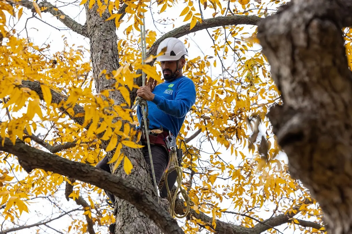 Skilled Tree Transplanting crew working in Mcbrides